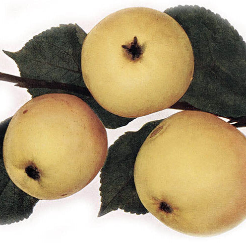 jabloň Punčové plody