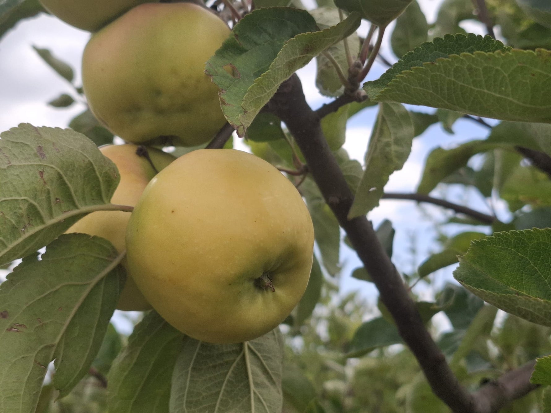 jabloň Punčové plody na strome