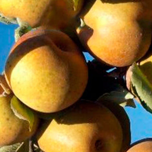 jabloň Reneta Grigia plody 