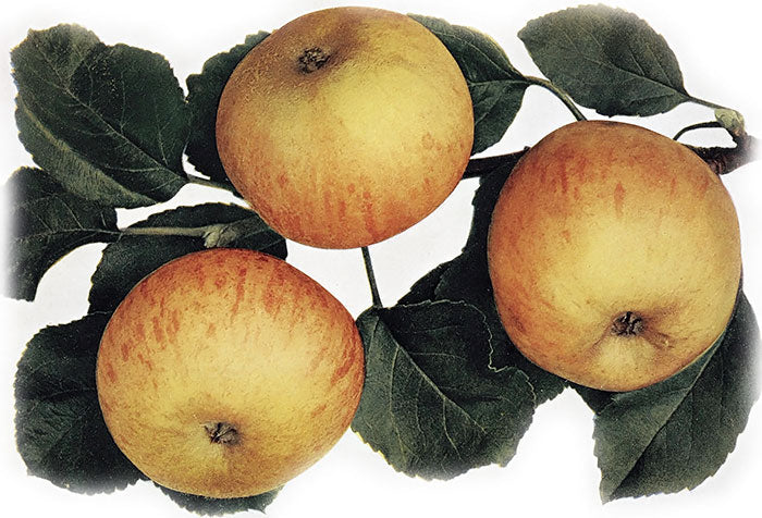 jabloň Ribstonské plody