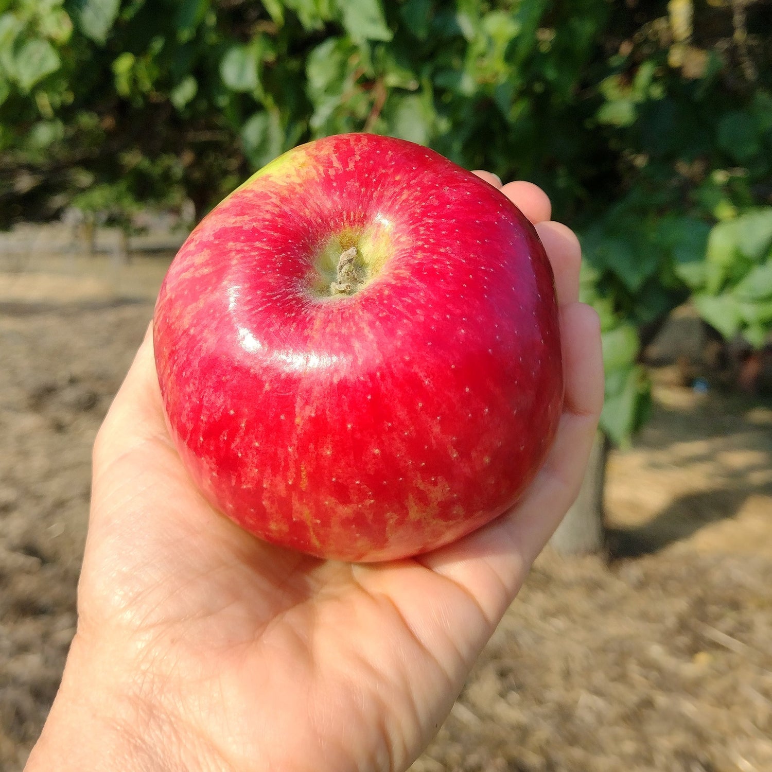 jabloň Riznerovo plod