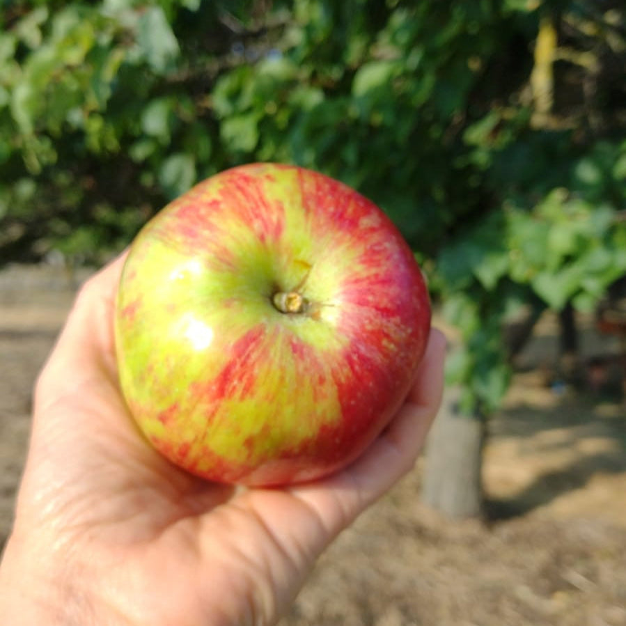 jabloň Riznerovo plod