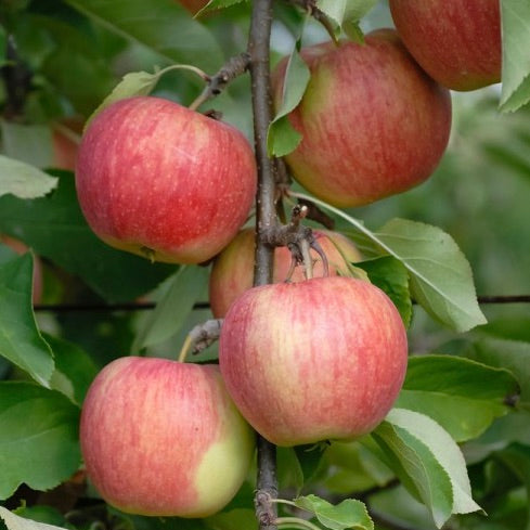 jabloň Šampion plody 