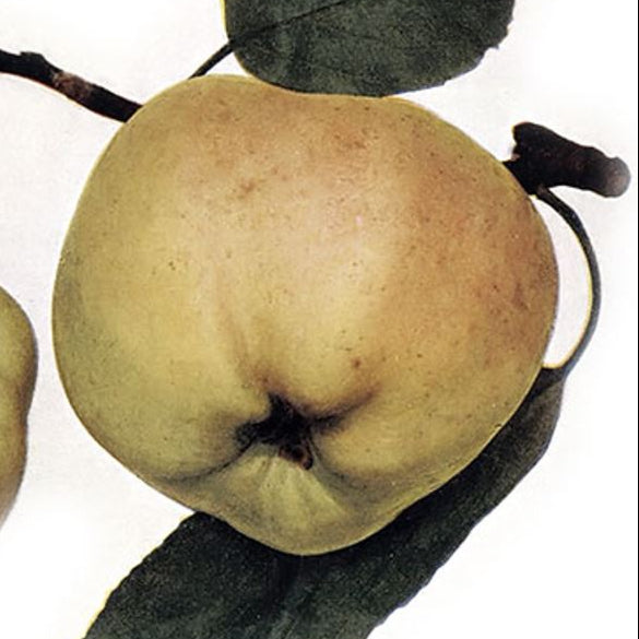 jabloň Signe Tillisch plod