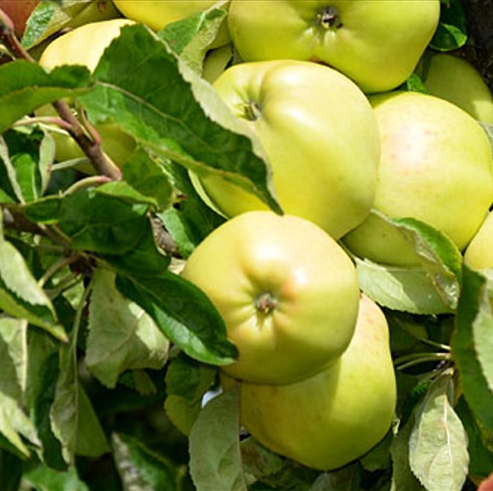 jabloň Signe Tillisch plody 