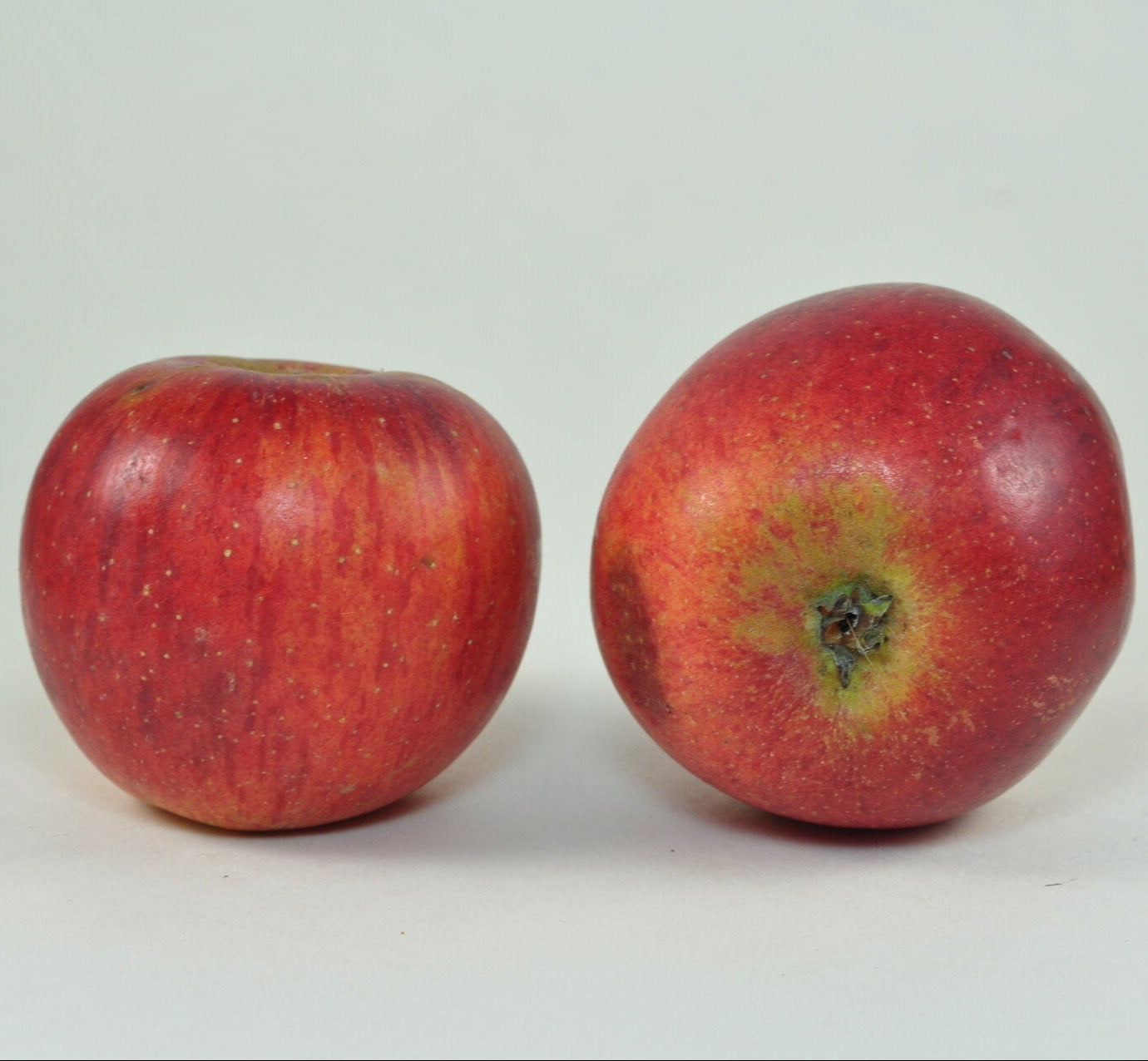 jabloň Solivarské ušľachtilé plody 