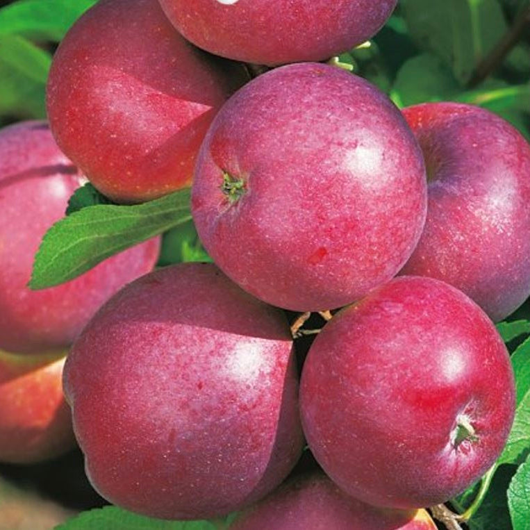 jabloň Spartan plody 