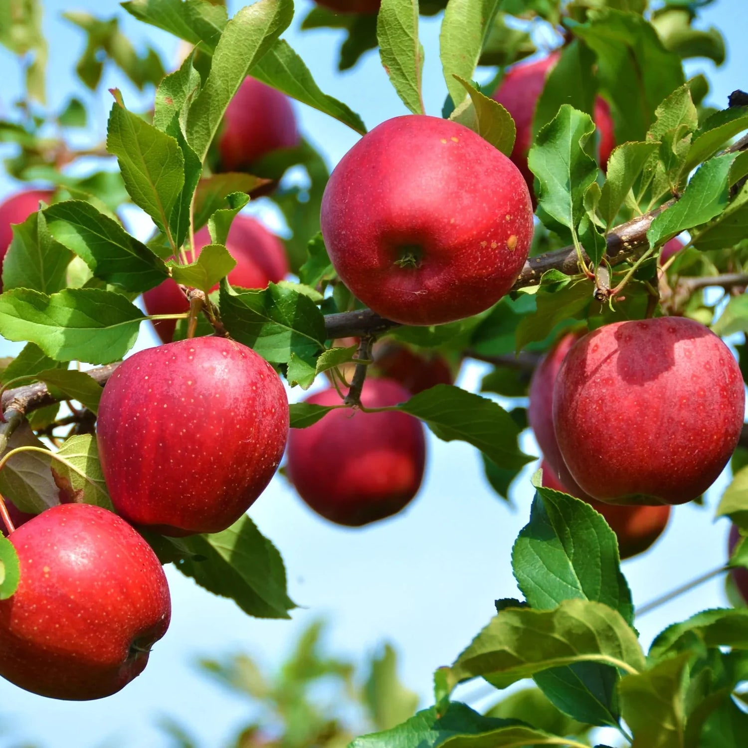 Jabloň Stayman Winesap plody detail 