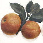 jabloň Strýmka červená plody