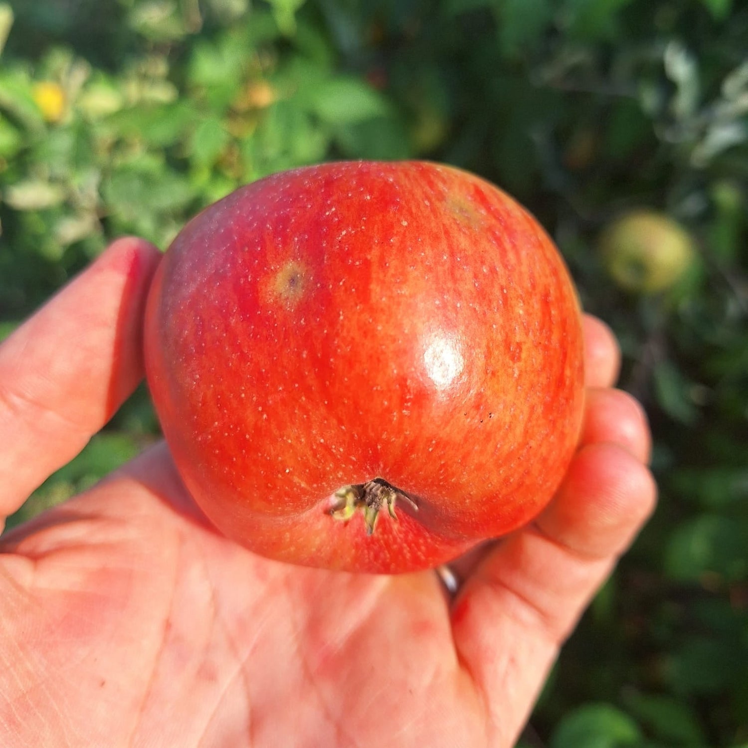 Jabloň Sudetská reneta