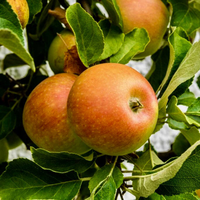 jabloň Švajčiarske oranžové plody 
