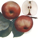 jabloň Vejlímek červený plody 