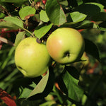 Jabloň Viktória raná plody detail