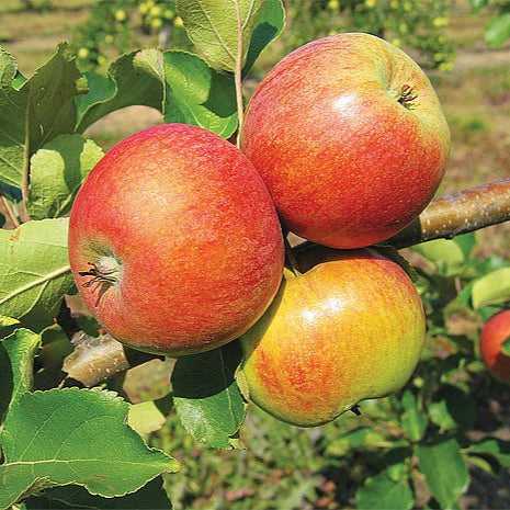 Jabloň Watervlietske mramorované plody 