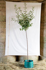 jabloň Wesenerovo airpot vysokokmeň 