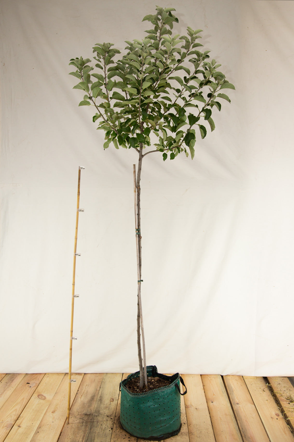 jabloň železné jeptiška airpot