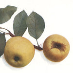 jabloň Zlatožltá reneta plody 