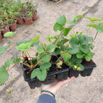 jahoda evie 2 plato 10ks 	
OKJEVI10