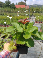 jahoda karmen kontajner