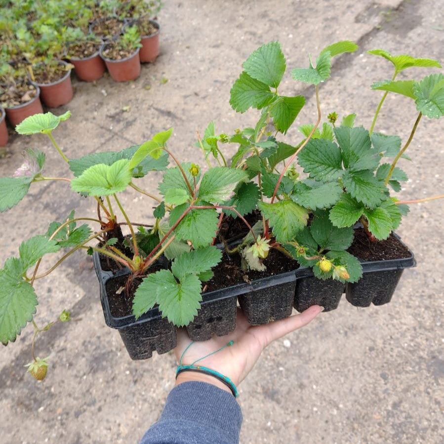 jahoda slasa plato 	
OKJSALS10