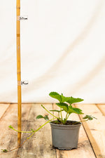 jahoda vivaldi kontajner  OKJVIVK