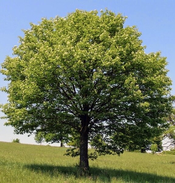 jarabina brekyna stromsorbus torminalis