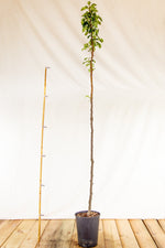 jarabina brekyna sorbus torminalis kontajner