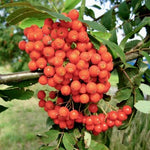 jarabina moravská sladkoplodá plody