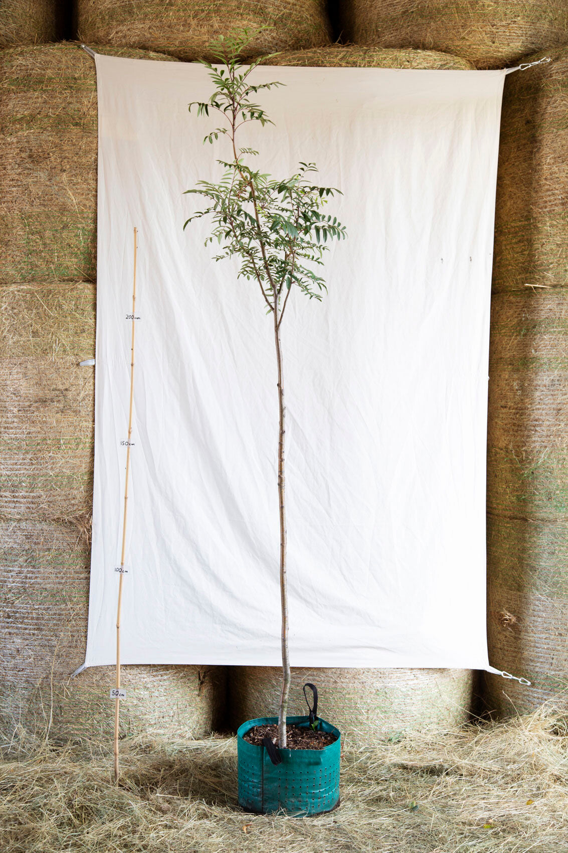 jarabina moravska sladkoploda strom airpot