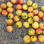 jarabina oskorušová inovecká veľkoplodá plody