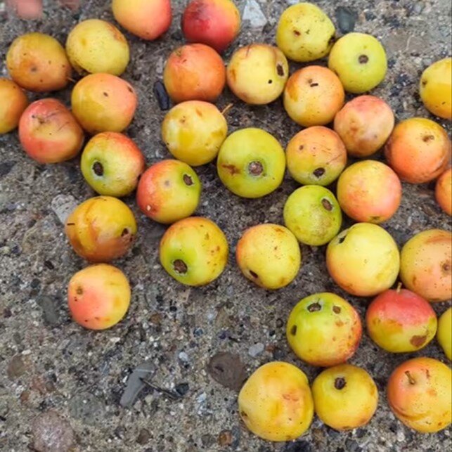 jarabina oskorušová inovecká veľkoplodá plody