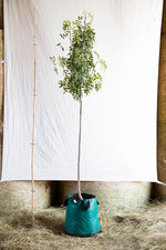 Jarabina oskorušová Jabĺčková airpot strom arbotaška