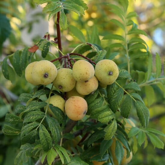 jarabina oskorušová škoricová žltá plody sorbus domestica