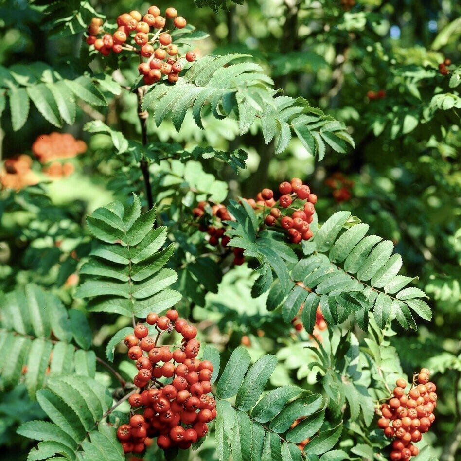 jarabina vtacia plody sorbus aucuparia