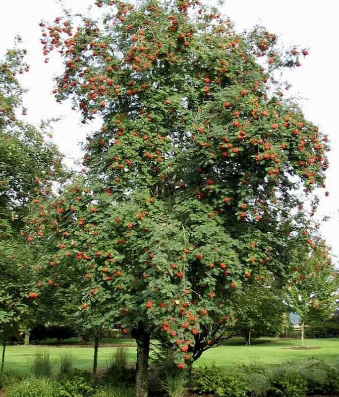 jarabina vtacia plody strom sorbus aucuparia