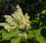 Jaseň mannový kvety
Fraxinus ornus