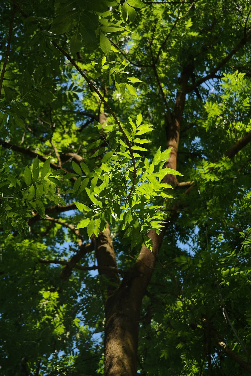 Jaseň štíhly kmeň strom
Fraxinus excelsior
