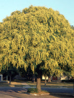 Jaseňovec metlinatý strom 
Koelreuteria paniculata