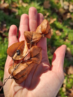 Jaseňovec metlinatý plody tobolky v dlani Koelreuteria paniculata