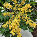 Jaseňovec metlinatý kvety
Koelreuteria paniculata