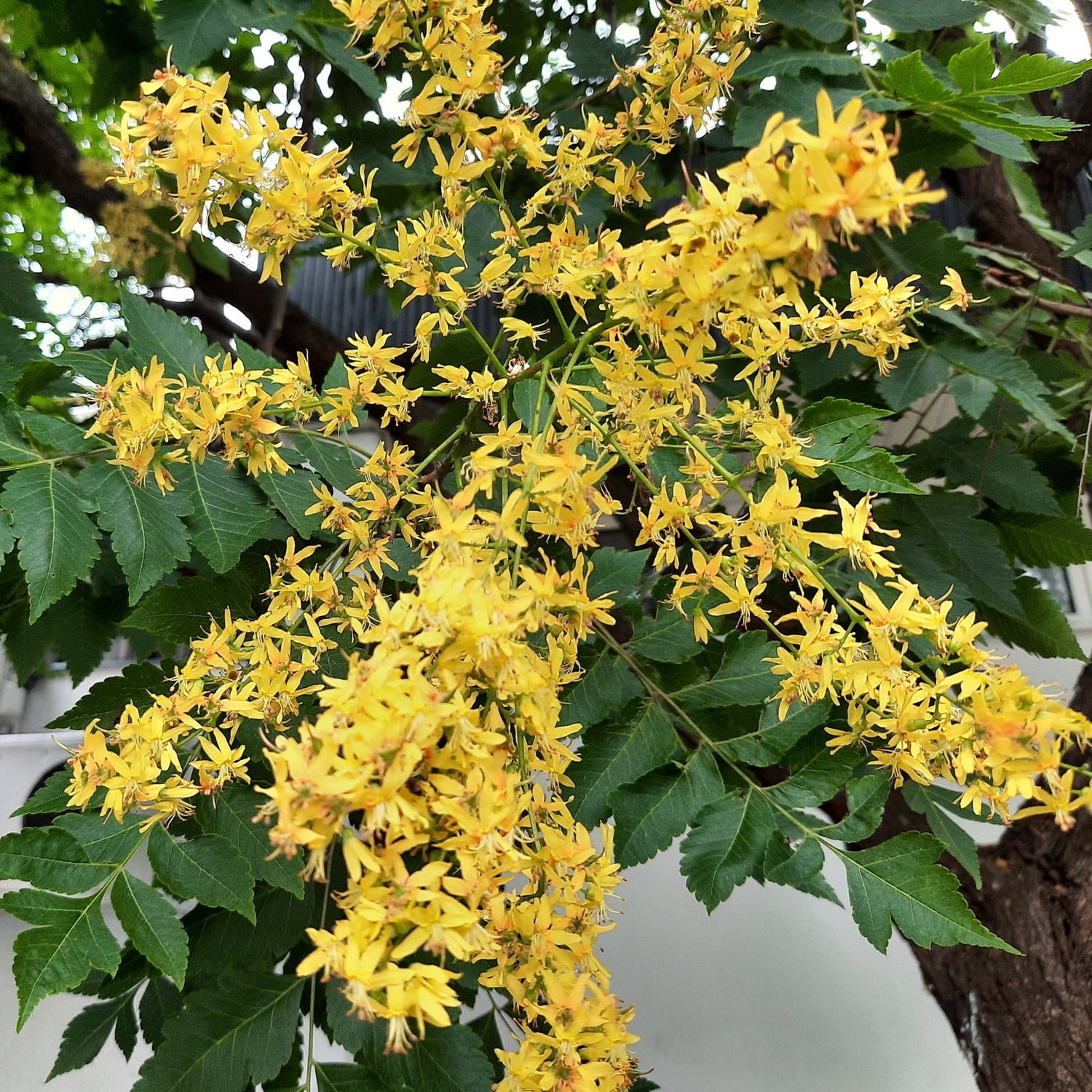 Jaseňovec metlinatý kvety
Koelreuteria paniculata