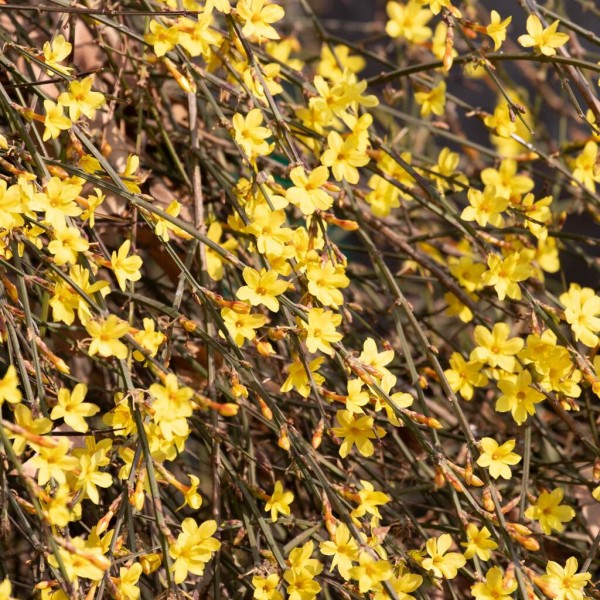 Jasmín nahý ker detail