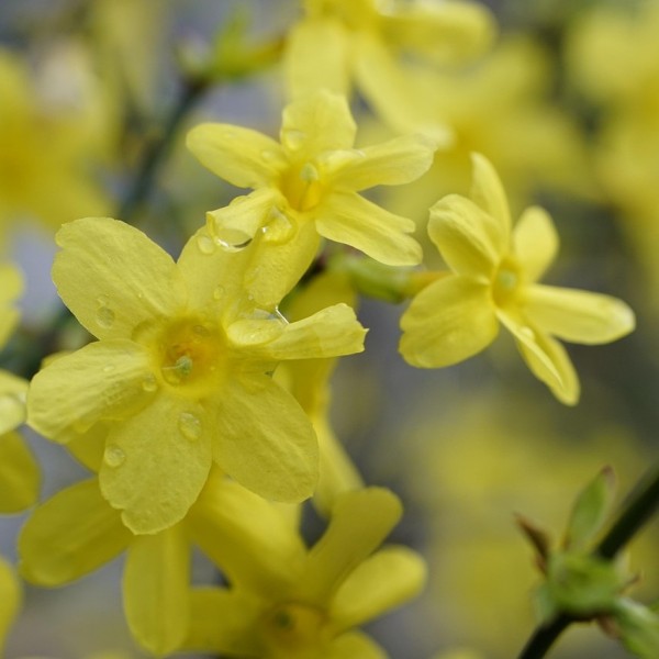 Jasmín nahý kvety detail