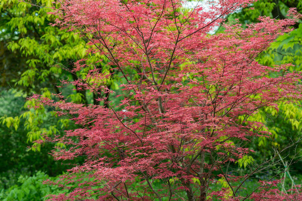 Javor dlaňovitolistý Atropurpureum