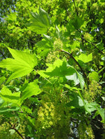 Javor horský listy kvety
Acer pseudoplatanus