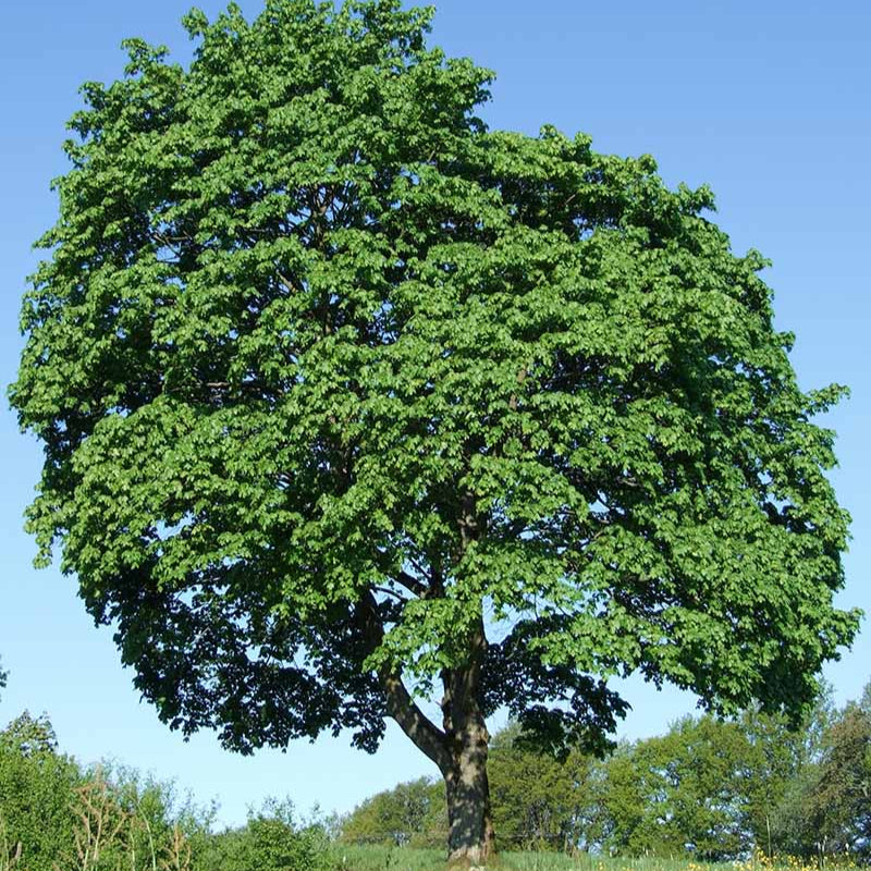 Javor mliečny alejový strom
Acer platanoides