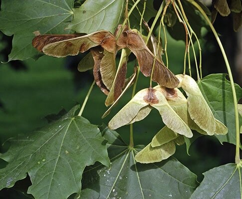 Javor mliečny listy tobolky
Acer platanoides