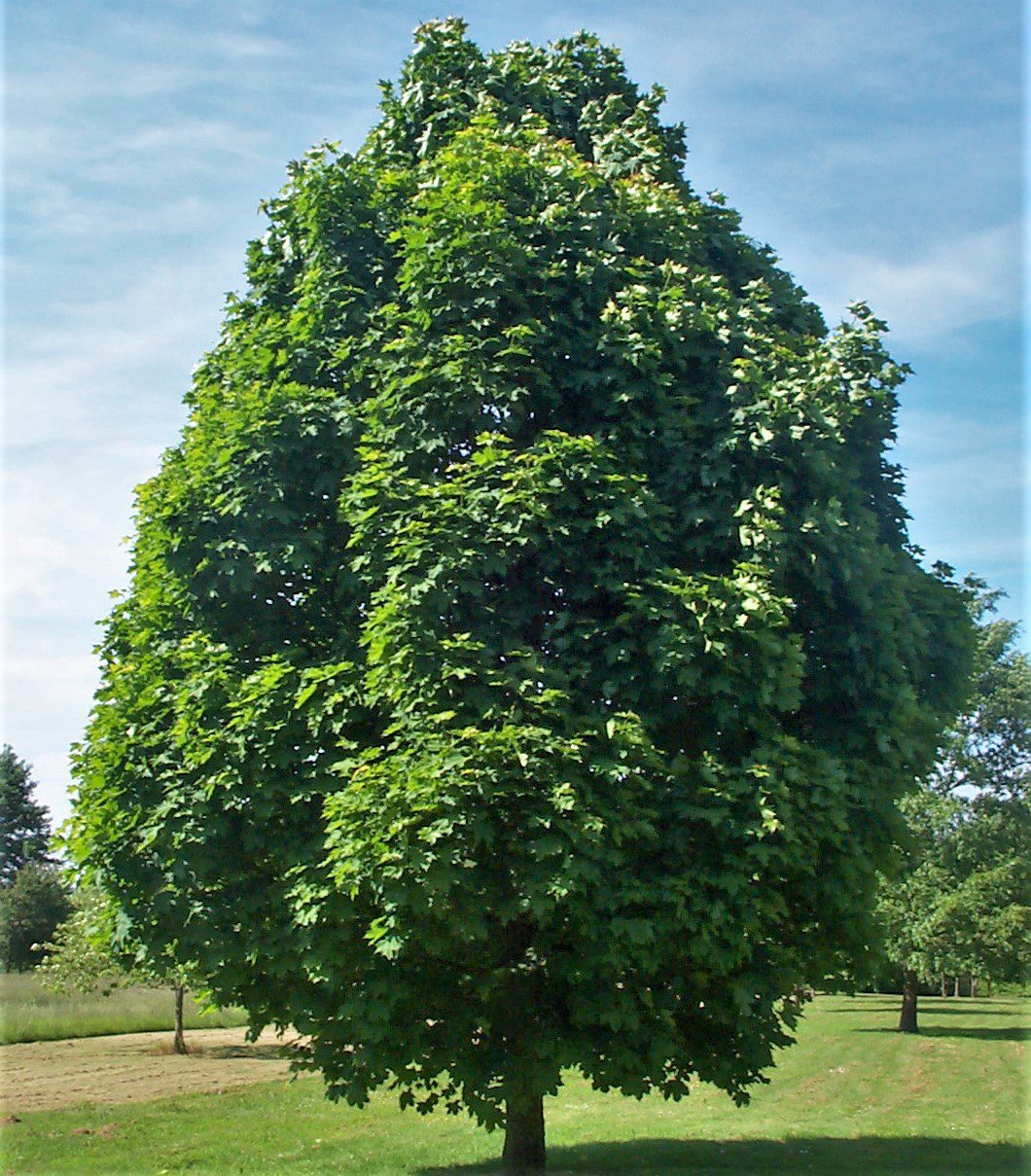 Javor mliečny Columnare