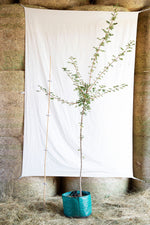 javor poľný acer campestre strom airpot
