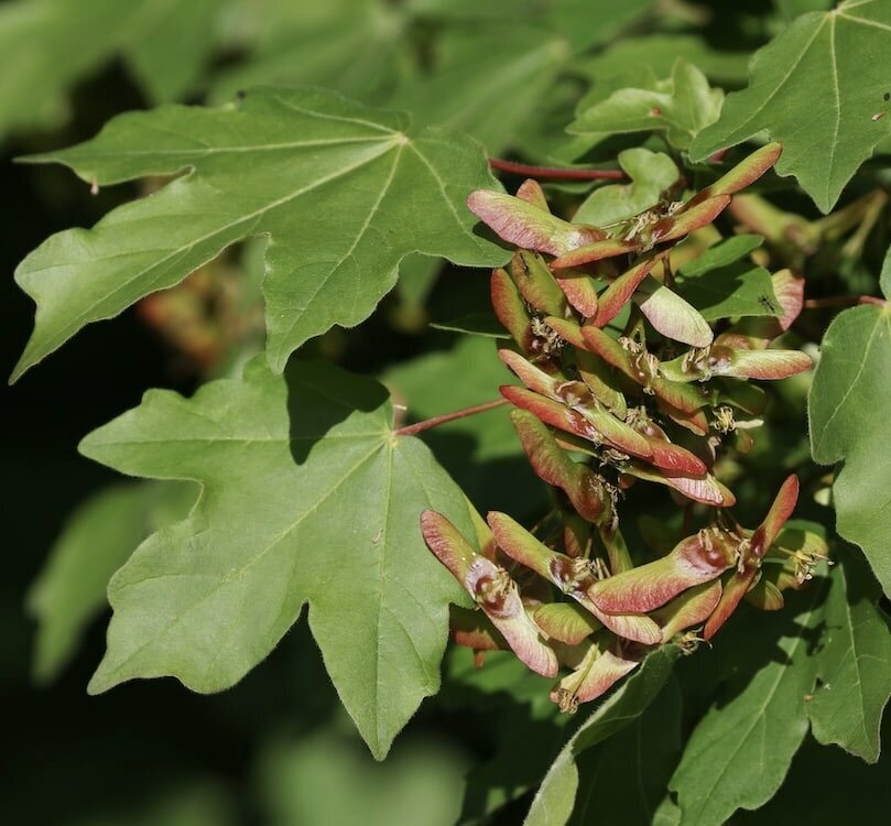javor poľný acer campestre tobolky
